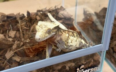 Z przyrodą za pan… gad!